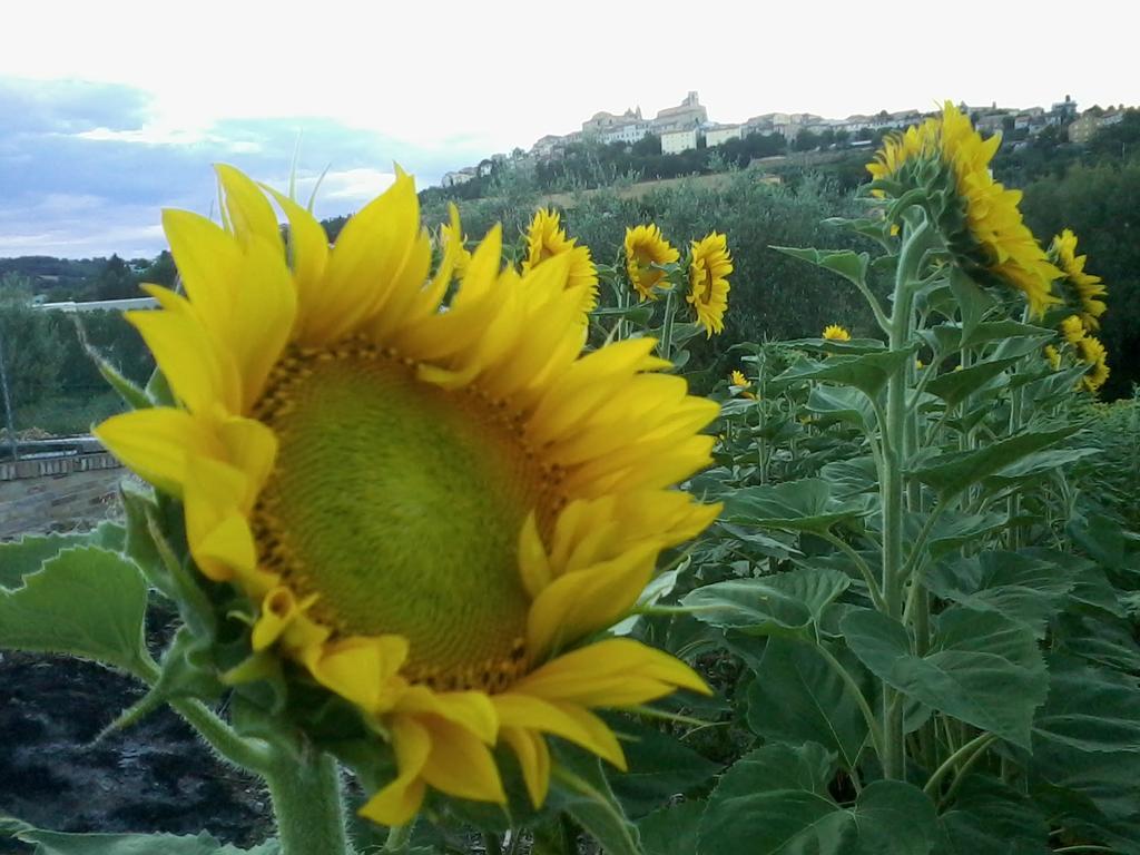 Bed And Breakfast Aratro & Rosmarino Civitanova Marche Exterior foto